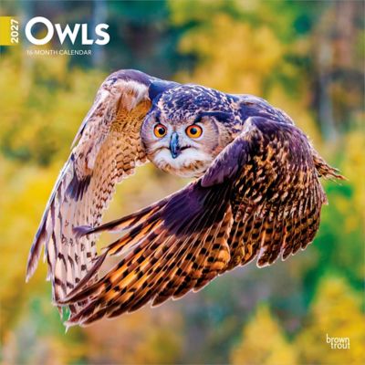 Brown Trout Owls 2027 Square Flap