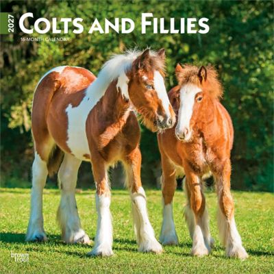 Brown Trout Colts and Fillies 2027 Square Flap
