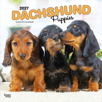 Brown Trout 2027 Dachshund Puppies Square Flap Calendar