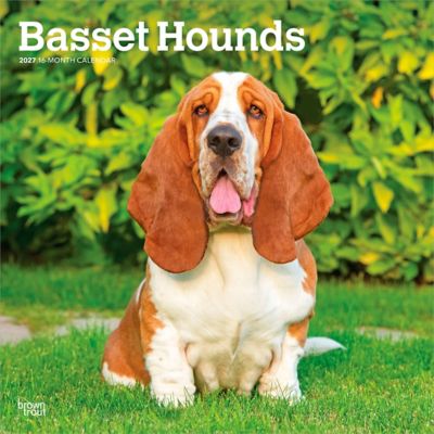 Brown Trout 2027 Basset Hounds Square Flap Calendar
