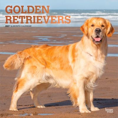 Brown Trout 2027 Golden Retrievers Square Flap Calendar, Foil
