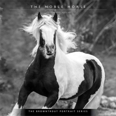 Brown Trout 2027 Horse, The Noble, The BrownTrout Portrait Series Square Flap Calendar