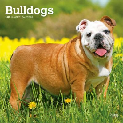 Brown Trout Bulldogs 2027 Square Flap