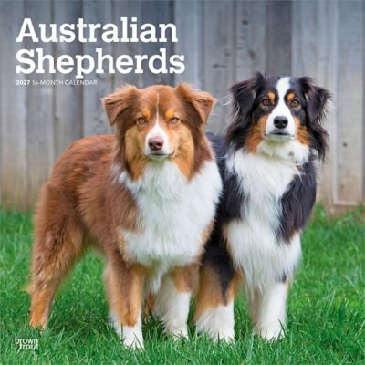 Brown Trout Australian Shepherds 2027 Square Flap