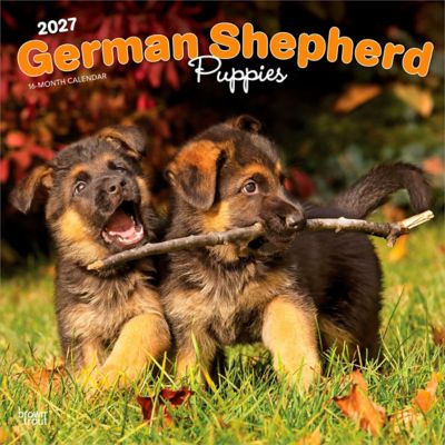 Brown Trout 2027 German Shepherd Puppies Square Flap Calendar