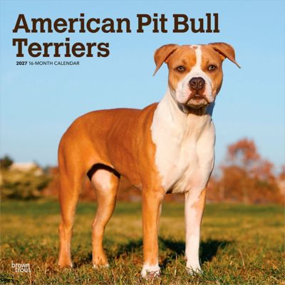 Brown Trout 2027 American Pit Bull Terriers Square Flap Calendar