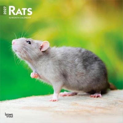 Brown Trout Rats 2027 Square Flap