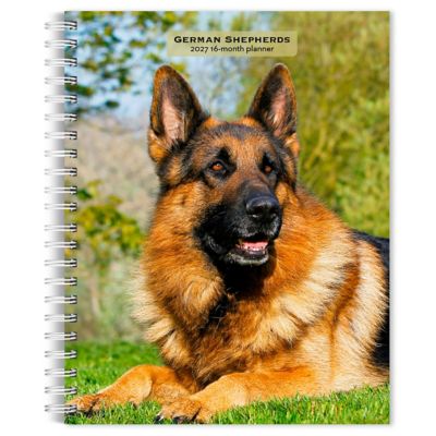 Brown Trout 2027 German Shepherds Engagement