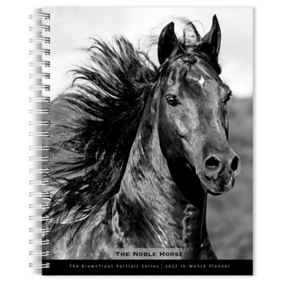 Brown Trout Horse, The Noble, The BrownTrout Portrait Series 2027 Engagement