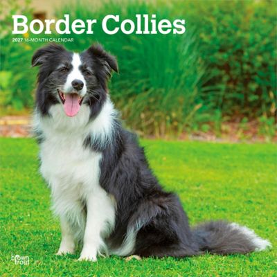 Brown Trout 2027 Border Collies Square Flap Calendar