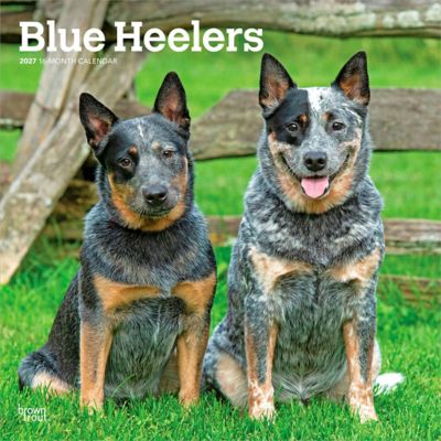 Brown Trout Blue Heelers 2027 Square Flap