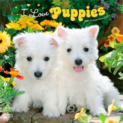 Brown Trout 2027 Puppies, I Love Square Flap Calendar