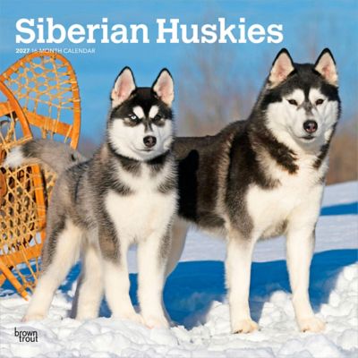 Brown Trout Siberian Huskies 2027 Square Flap