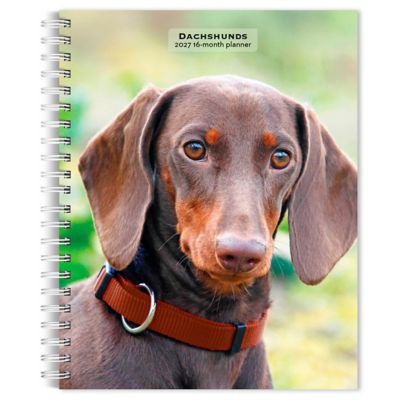 Brown Trout Dachshunds 2027 Engagement