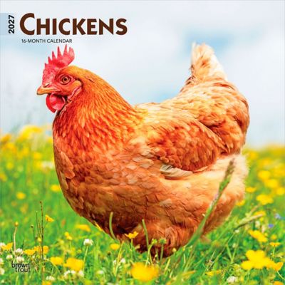 Brown Trout Chickens 2027 Square Flap