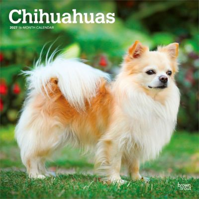 Brown Trout 2027 Chihuahuas Square Flap Calendar