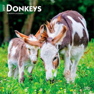 Brown Trout Donkeys 2027 Square Flap