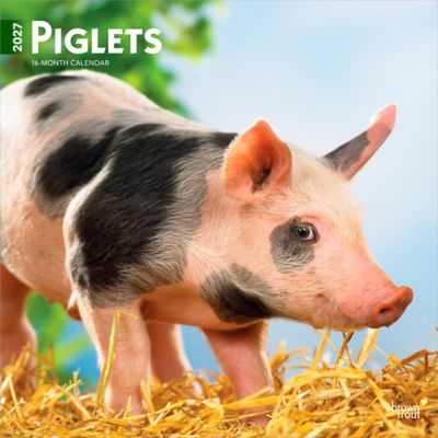 Brown Trout Piglets 2027 Square Flap