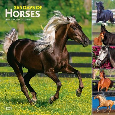 Brown Trout Horses, 365 Days of, 2027 Square Flap