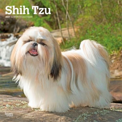 Brown Trout 2027 Shih Tzu Square Flap Calendar