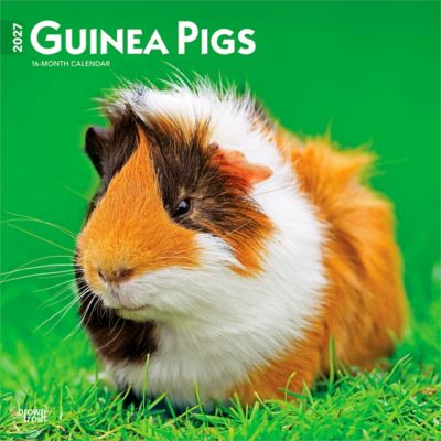 Brown Trout Guinea Pigs 2027 Square Flap