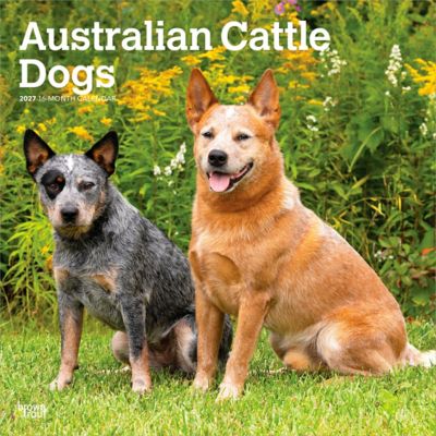 Brown Trout Australian Cattle Dogs 2027 Square Flap
