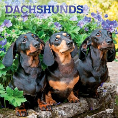 Brown Trout Dachshunds 2027 Square Flap Foil