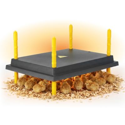 Hatching Time Warmzy Heating Plate, 12 x 16in., 25-30 Chicks