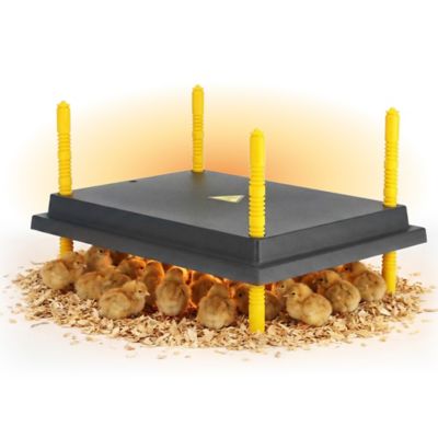 Hatching Time Warmzy Heating Plate, 16 x 22in., 50-55 Chicks