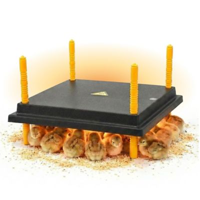 Hatching Time Warmzy Heating Plate, 10 x 12in., 20-25 Chicks