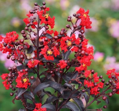 Proven Winners Crape Myrtle