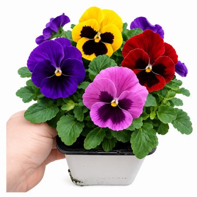 Pope's Plant Farm 1 qt. Pansy