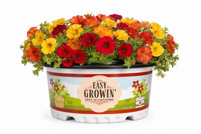 Pope's Plant Farm 10 in. Petchoa Easy Growin