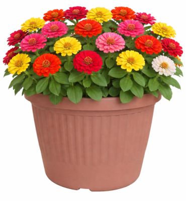 Pope's Plant Farm 10 in. Zinnia Prairie Ridge