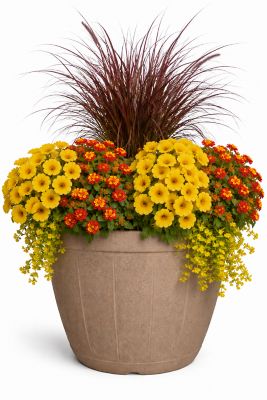 Pope's Plant Farm 12 in. Oakwood Combo A