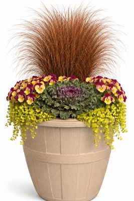 Pope's Plant Farm 12 in. Oakwood Combo B