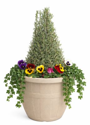 Pope's Plant Farm 12 in. Oakwood Combo C
