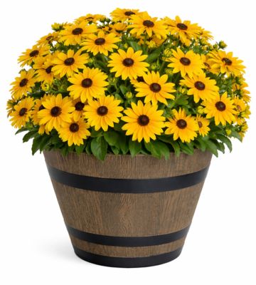 Pope's Plant Farm 12 in. Rudbeckia WB