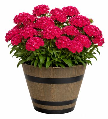 Pope's Plant Farm 12 in. Dianthus WB