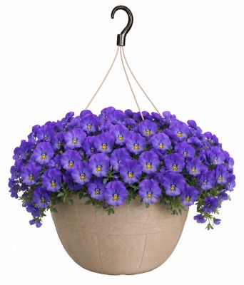Pope's Plant Farm 12 in. HB Pansy