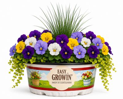 Pope's Plant Farm 10 in. Pansy Combo Easy Growin