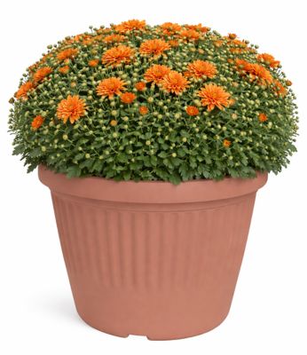 Pope's Plant Farm 10 inl Mum Prairie Ridge