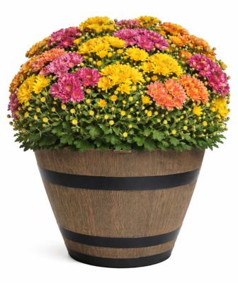 Pope's Plant Farm 12 in. Mum Tricolor WB