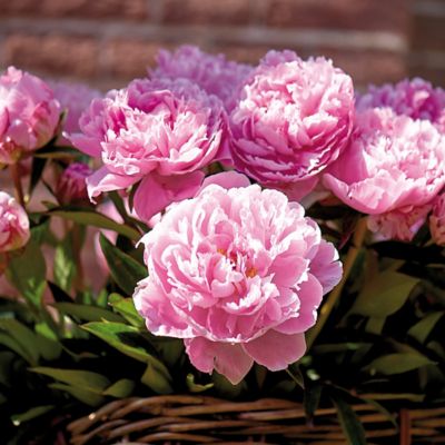 Van Zyverden Peonies Sarah Bernhardt Quantity Landscape, Set of 90 Roots