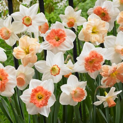Van Zyverden Daffodils Pink Mixture Quantity Landscape, Set of 500 Bulbs