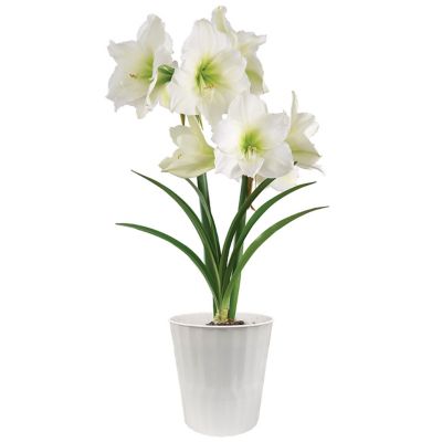 Van Zyverden Amaryllis Ludwig Dazzler Decorative White Plastic Planter Kit, Set of 1 Bulb