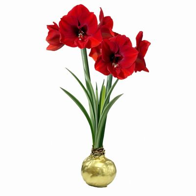 Van Zyverden Gold Waxed Amaryllis Red Lion Indoor Bulb, Set of 1 Bulb