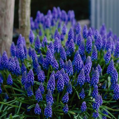 Van Zyverden Grape Hyacinths Quantity Landscape, Set of 2000 Bulbs