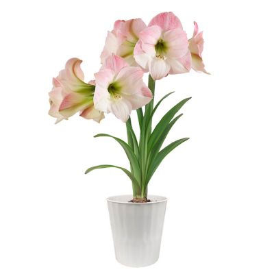 Van Zyverden Amaryllis Apple Blossom Decorative White Plastic Planter Kit, Set of 1 Bulb