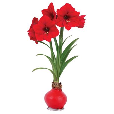 Van Zyverden Red Waxed Amaryllis Red Lion Indoor Bulb, Set of 1 Bulb